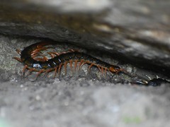 Scolopendra japonica