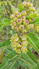 Xysmalobium undulatum