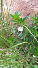 Xysmalobium undulatum