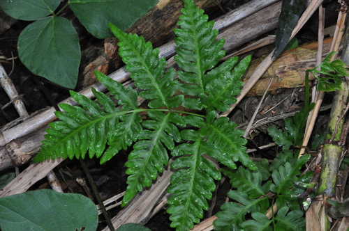 giant brake (Pteris tripartita)