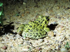 Hoplobatrachus crassus