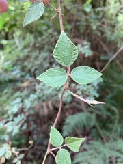 Rhynchosia caribaea