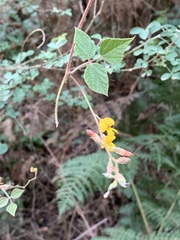 Rhynchosia caribaea