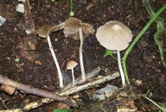 Psathyrella subhyalinispora