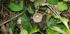 Psathyrella subhyalinispora