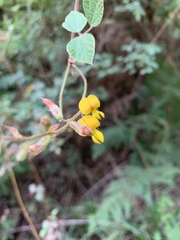 Rhynchosia caribaea