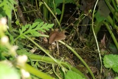 Psathyrella subhyalinispora