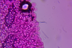 Psathyrella subhyalinispora