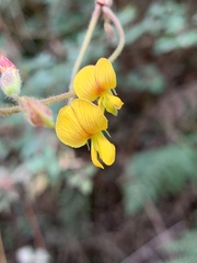 Rhynchosia caribaea