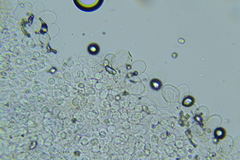 Psathyrella subhyalinispora
