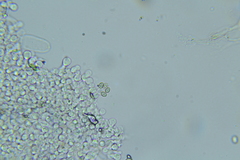 Psathyrella subhyalinispora