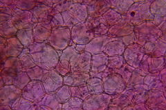 Psathyrella subhyalinispora