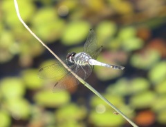 Brachydiplax sobrina