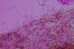 Psathyrella subhyalinispora