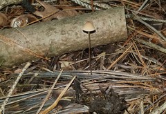 Conocybe velutipes