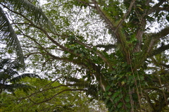 Epipremnum