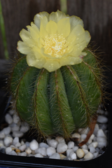 Parodia magnifica