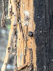 Dendroctonus