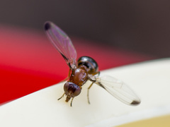 Mycetaulus bipunctatus