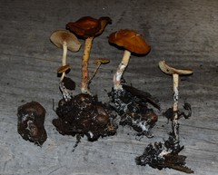 Agrocybe arvalis