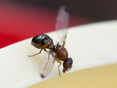 Mycetaulus bipunctatus