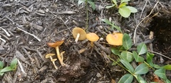 Agrocybe arvalis