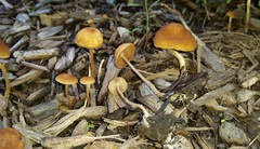 Agrocybe arvalis