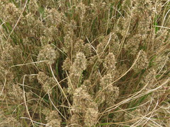 Tribolium hispidum