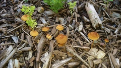 Agrocybe arvalis