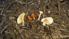 Agrocybe arvalis