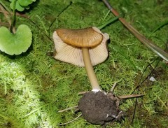 Entoloma formosum