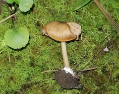 Entoloma formosum