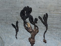 Xylaria acuta