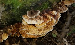 Inonotus cuticularis