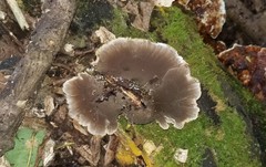 Inonotus cuticularis