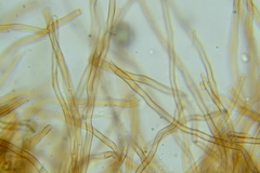 Inonotus cuticularis