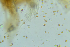 Inonotus cuticularis