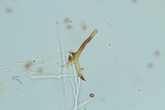 Inonotus cuticularis