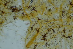 Inonotus cuticularis