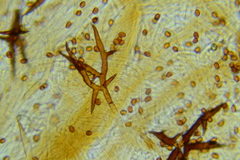 Inonotus cuticularis