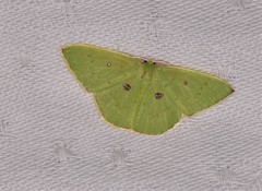 Comostola leucomerata