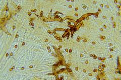 Inonotus cuticularis