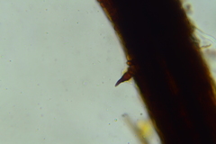 Inonotus cuticularis