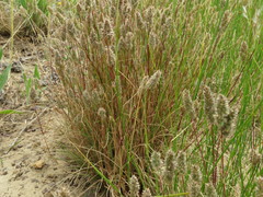 Tribolium hispidum