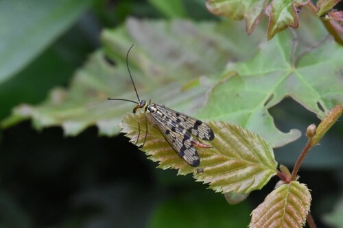 German Scorpionfly, Wijchen, Nederland, photo 9 of 10