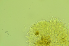 Basidiodendron deminutum