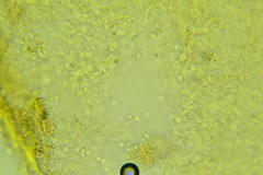 Basidiodendron deminutum