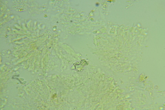 Basidiodendron deminutum