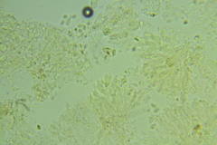 Basidiodendron deminutum