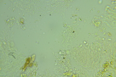 Basidiodendron deminutum